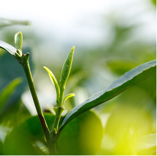 花草茶书，生命轮回-茶馆网