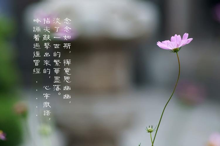 一花一世界，一茶一片天-茶馆网