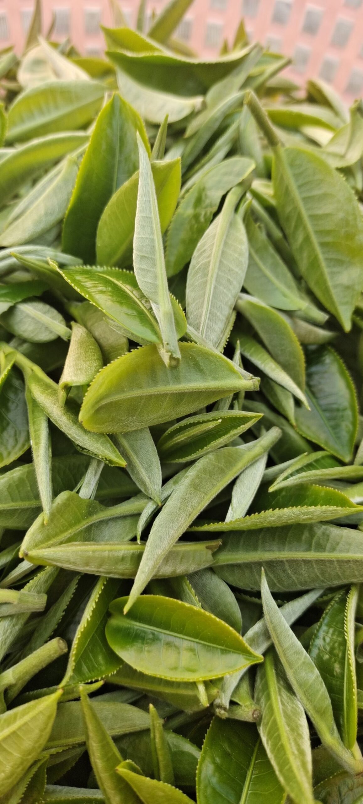 茶叶：流传千载的文化艺术-茶馆网