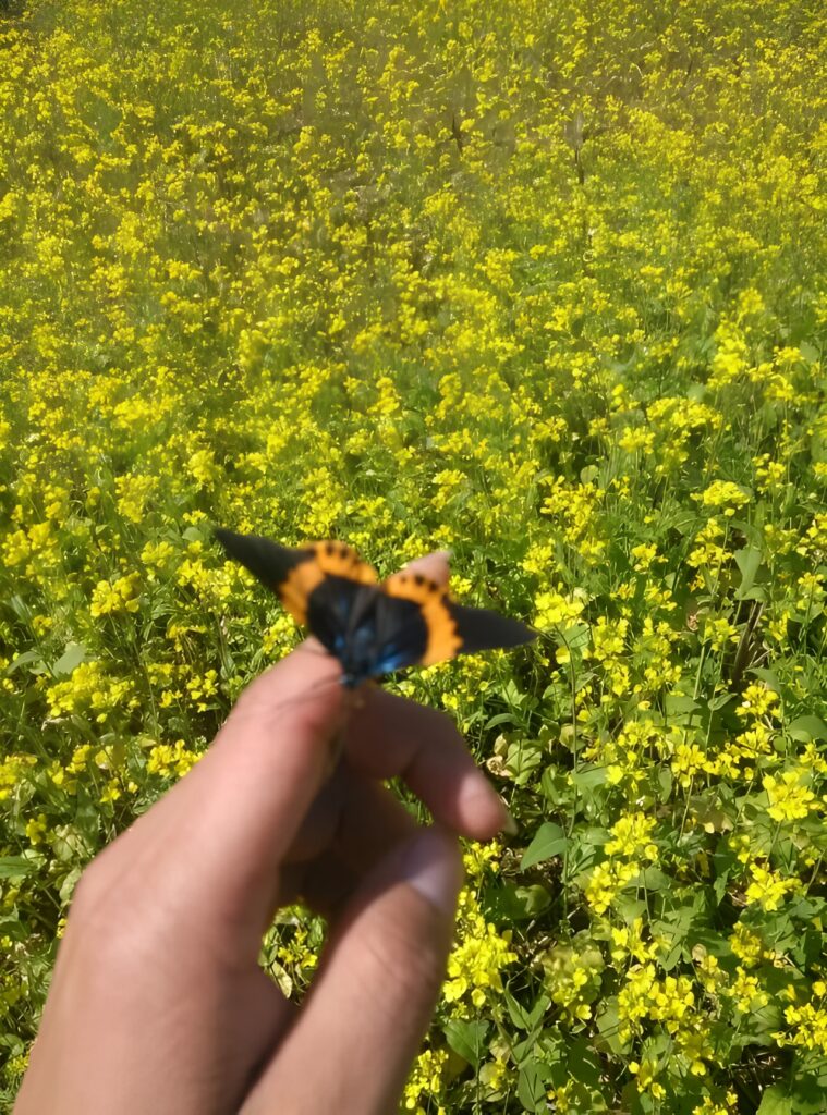 371f8e7d6c20241217213433