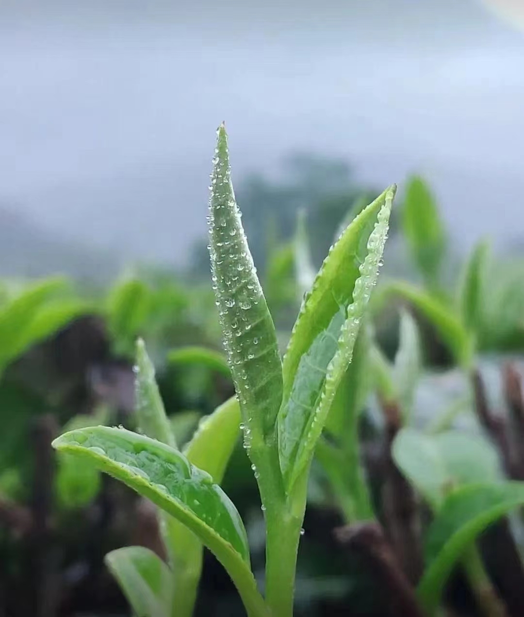 茶馆网-茶间一盏灯-云茶馆|以灯为引聚集志同道合的人|一家有温度的平台