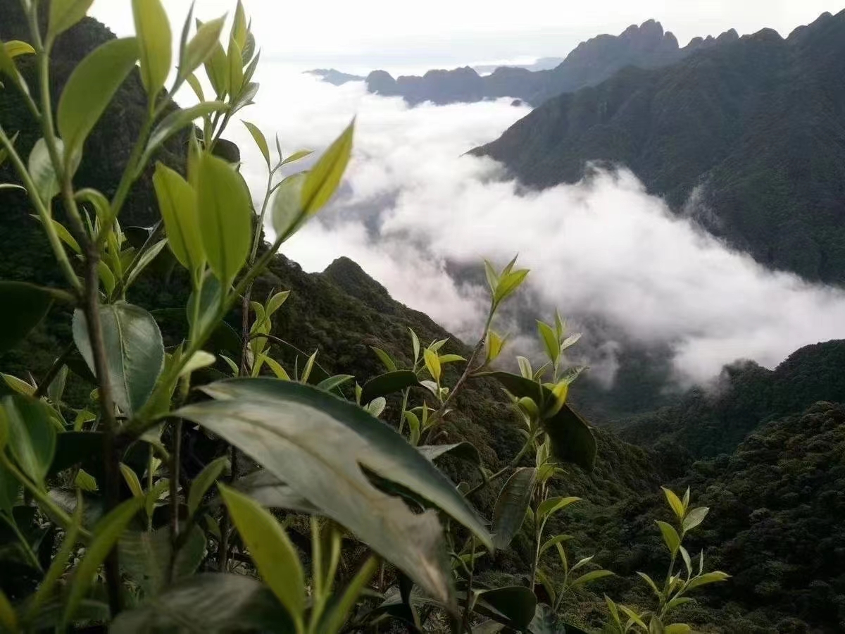 茶馆网-茶间一盏灯-云茶馆|以灯为引聚集志同道合的人|一家有温度的平台