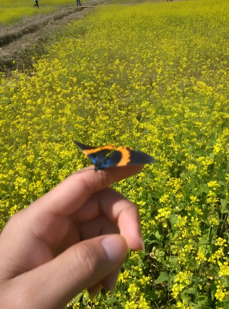 e8f97c45c220241217213432