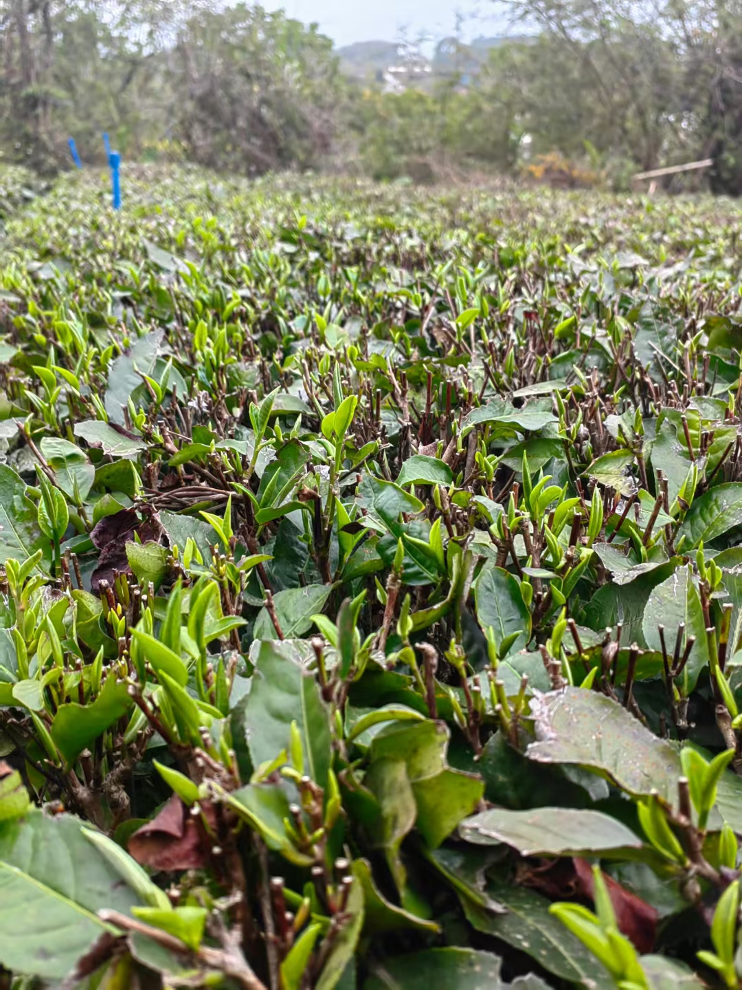 茶馆网-茶间一盏灯-云茶馆|以灯为引聚集志同道合的人|一家有温度的平台