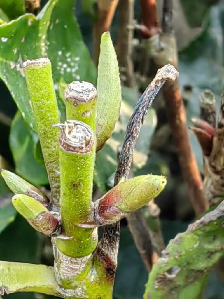 50830abb3320250318073619