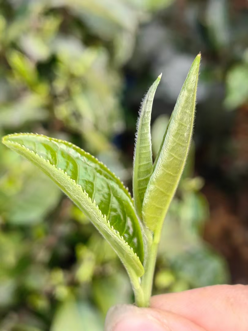 茶馆网-茶间一盏灯-云茶馆|以灯为引聚集志同道合的人|一家有温度的平台
