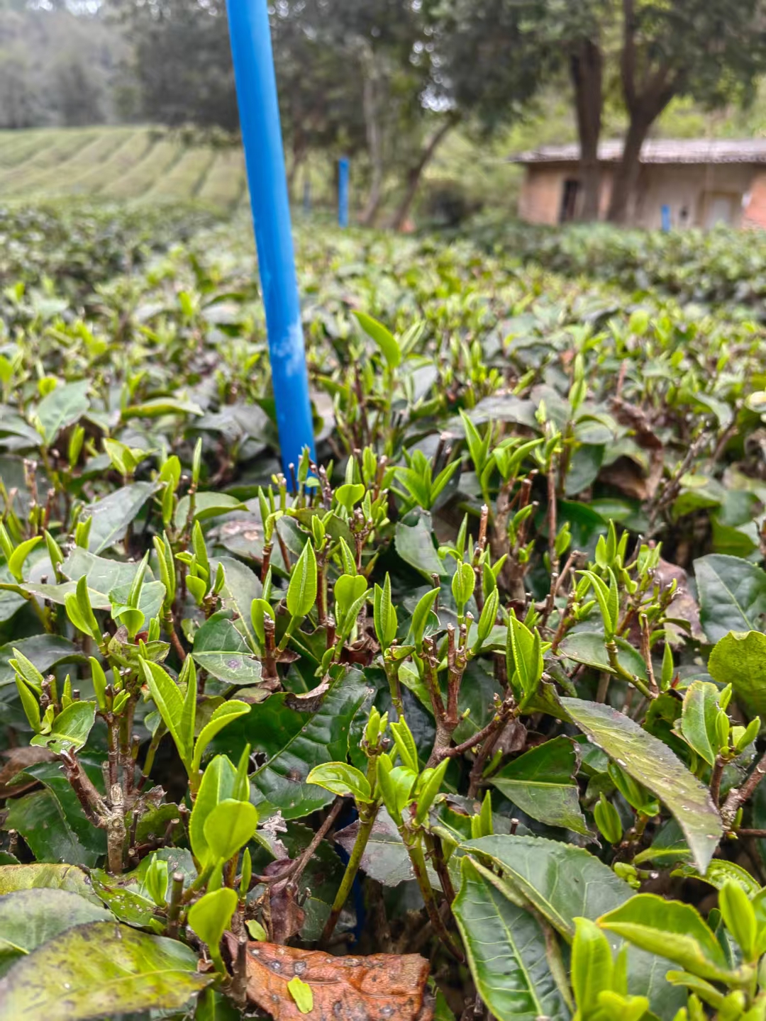 茶馆网-茶间一盏灯-云茶馆|以灯为引聚集志同道合的人|一家有温度的平台
