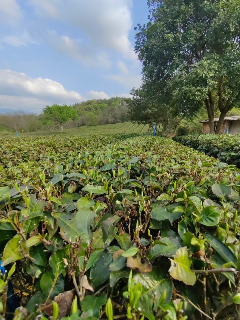 图片[1]-英红123456-茶馆网