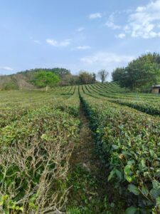 英红123456-茶馆网