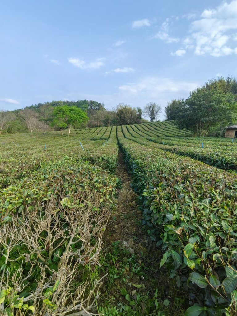 f1c873ab9120250318073627