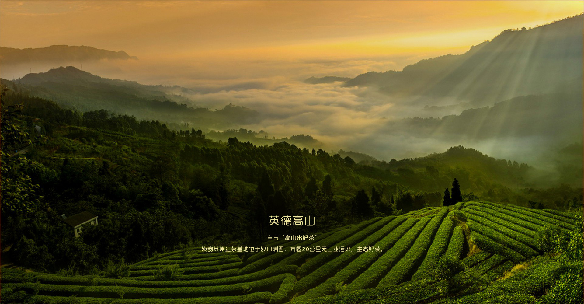 茶园实景