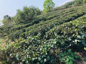 英德寻茶记-茶馆网