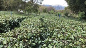 院里的桂花树下泡茶-茶馆网