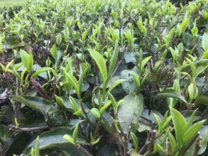 英德的茶山，终于去看了-茶馆网
