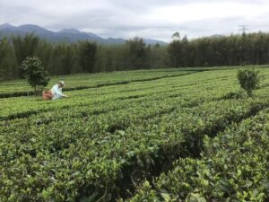 一筐鲜叶变成一泡茶，在英德茶厂看了一下午-茶馆网